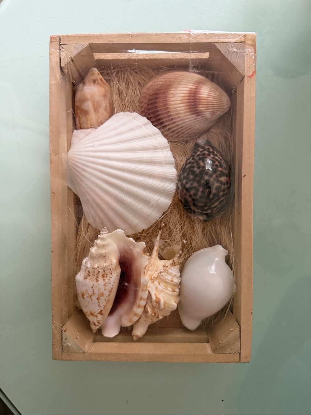 Coastal SeaShell Collection